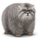 Свин ^_^ фотография #40 (источник - https://vk.com/id60082165)