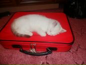 Фотография Козловой Алены