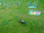 Петро Лініцький фотография #34 (источник - https://vk.com/id51151323)