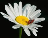 Андрій Романов фотография #11 (источник - https://vk.com/id524361)