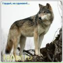 Дімон Соколов фотография #1