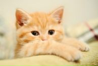 Фотография Аминевой Лейсан