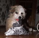 Фотография Пух Леон