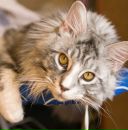 Фотография Ляшенко Ромы