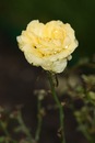 Марічка Кіцюня фотография #47 (источник - https://vk.com/id149621900)