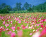 Фотография Шаталов Михаил