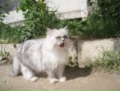 Фотография Привалова Серёги