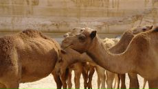 Олег Евсюков фотография #47 (источник - https://vk.com/id14283329)