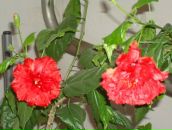 Світлана Побережна фотография #49 (источник - https://vk.com/id56759190)