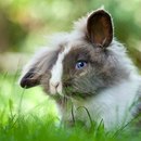 Зайчик Побігайчик фотография #30 (источник - https://vk.com/id151558466)