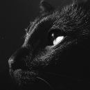 Фотография Суриковой Екатерины