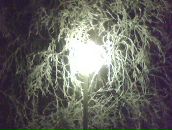 Sandrik Violet фотография #50 (источник - https://vk.com/id6792103)