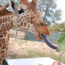 Фотография Меренкова Дениса