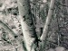 Міша Копанський фотография #43 (источник - https://vk.com/id25378517)