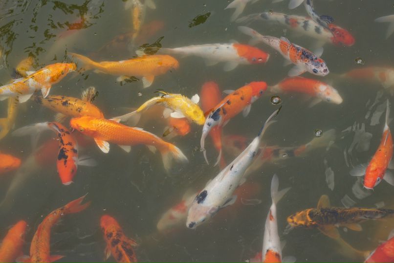 Иван Пешков фотография #19