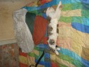 Аліна Солонюк фотография #3 (источник - https://vk.com/id17141083)