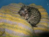 Анастасія Хонякіна фотография #42 (источник - https://vk.com/id7409281)