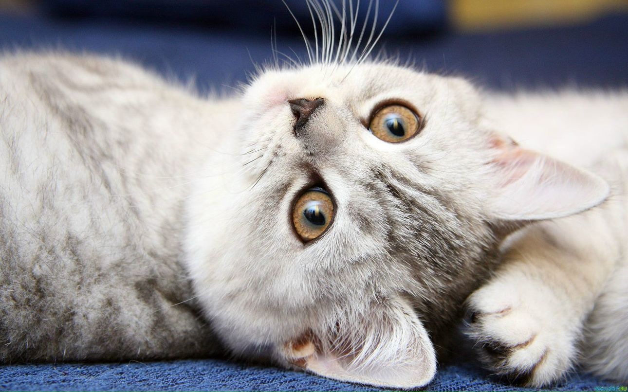 Марина Пи фотография #48