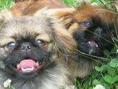 Софія Козловська фотография #30 (источник - https://vk.com/id31239202)