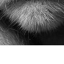 Світлана Курей фотография #26 (источник - https://vk.com/id70915138)