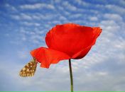 Фотография Чацовицен Виктор