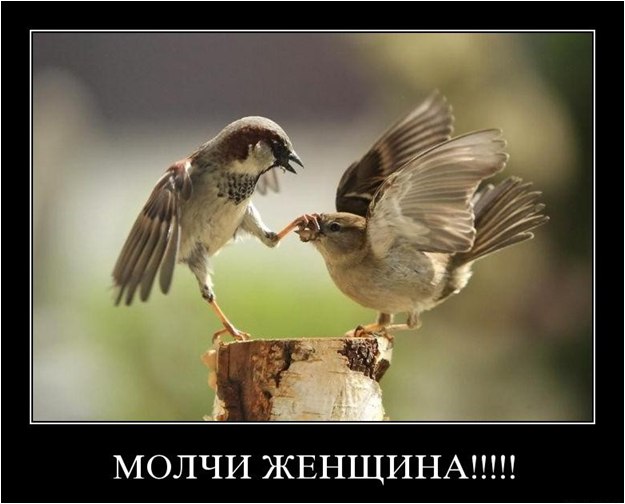 Денис Мелёшкин фотография #21