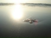 Фотография Кутушевой Ирины