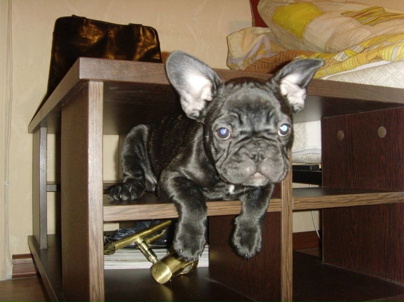 Эд Эдов фотография #11