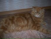 Елена Огун фотография #32 (источник - https://vk.com/id149126)