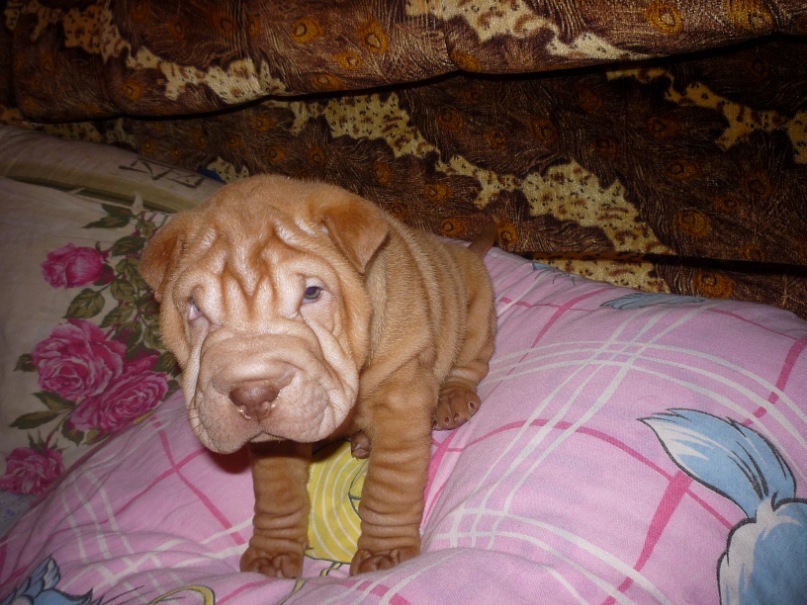 Дмитрий Малов фотография #7