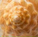 Фотография Arjitskaya Ekaterina