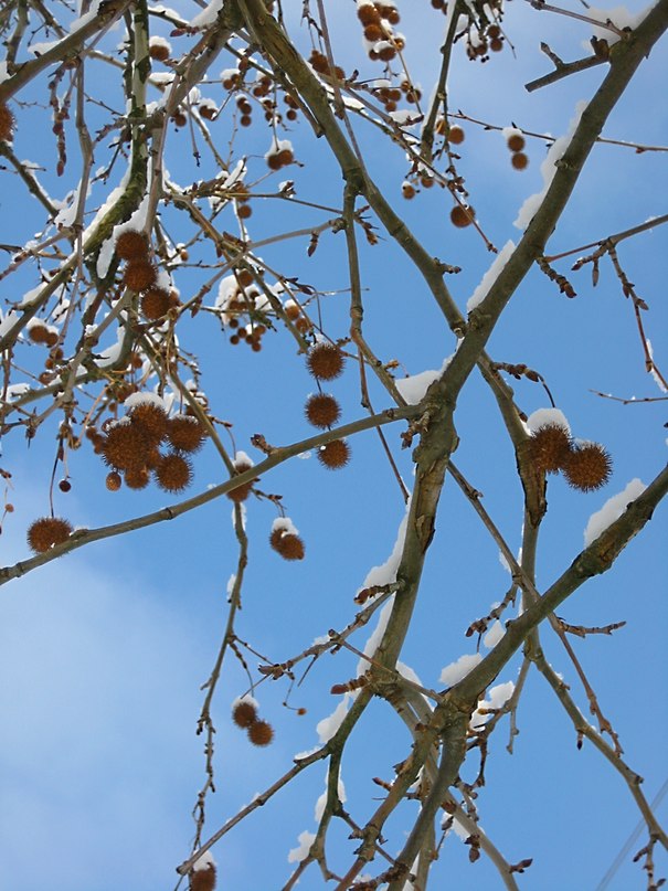 Леся Удовиченко фотография #37