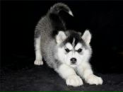 Фотография Москалова Виктора