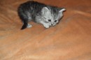 Кот Салтыков фотография #18 (источник - https://vk.com/id82408447)