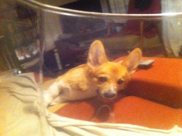 Victor Chu фотография #19