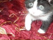 Фотография Боровской Виктории