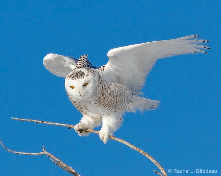 Алина Кантемирова фотография #29