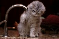 Діана Тимків фотография #10 (источник - https://vk.com/id90533781)