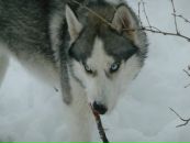 Кларіца Гозаш фотография #31 (источник - https://vk.com/id150888255)