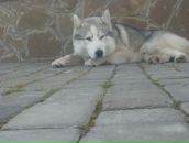 Іван Цьось фотография #20 (источник - https://vk.com/id25454861)