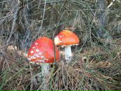 Сергій Гурінчук фотография #38 (источник - https://vk.com/id12433093)