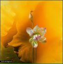 Фотография Zazerkalnaja Alisa