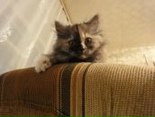 Фотография Насыбуллиной Гульнары