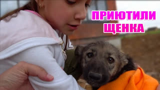 Вики Шоу Щенок / Все серии подряд - Приютили Бездомного Щенка Влог / Вики Шоу